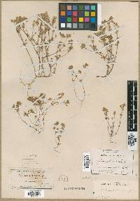 Gilia lemmonii image