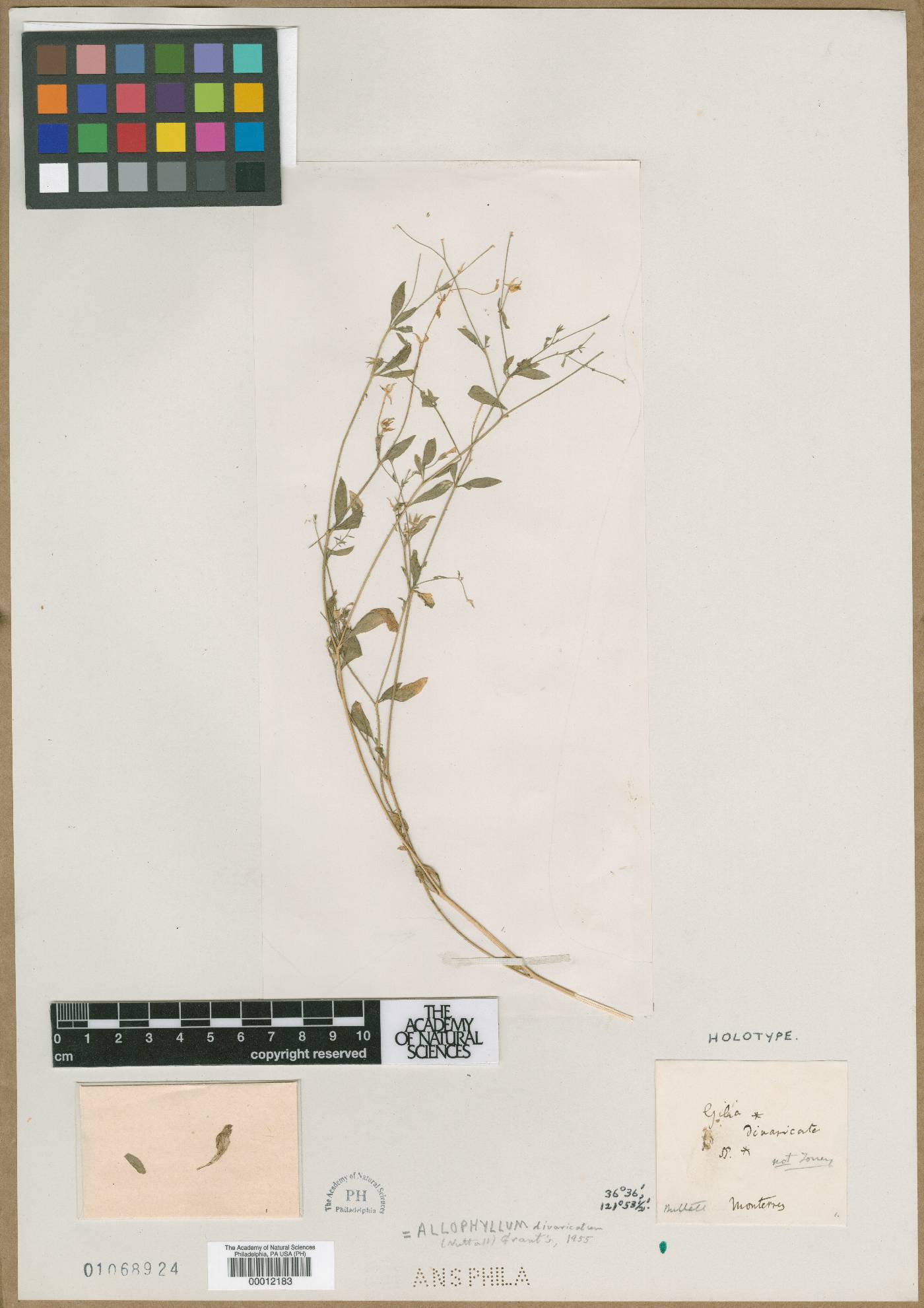 Gilia divaricata image