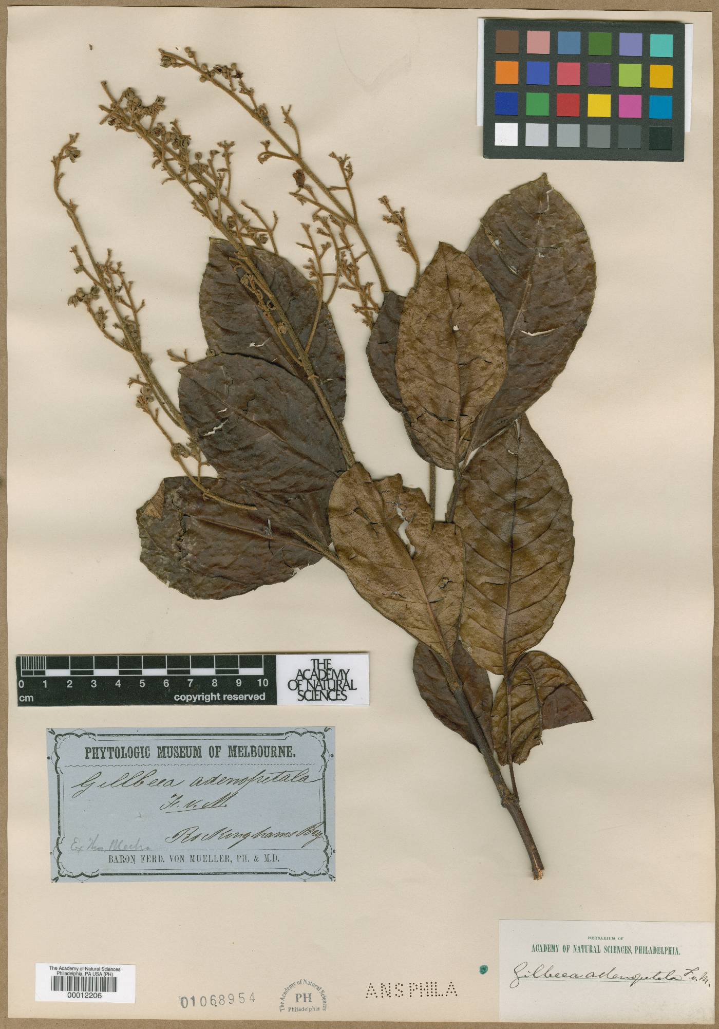 Gillbeea adenopetala image