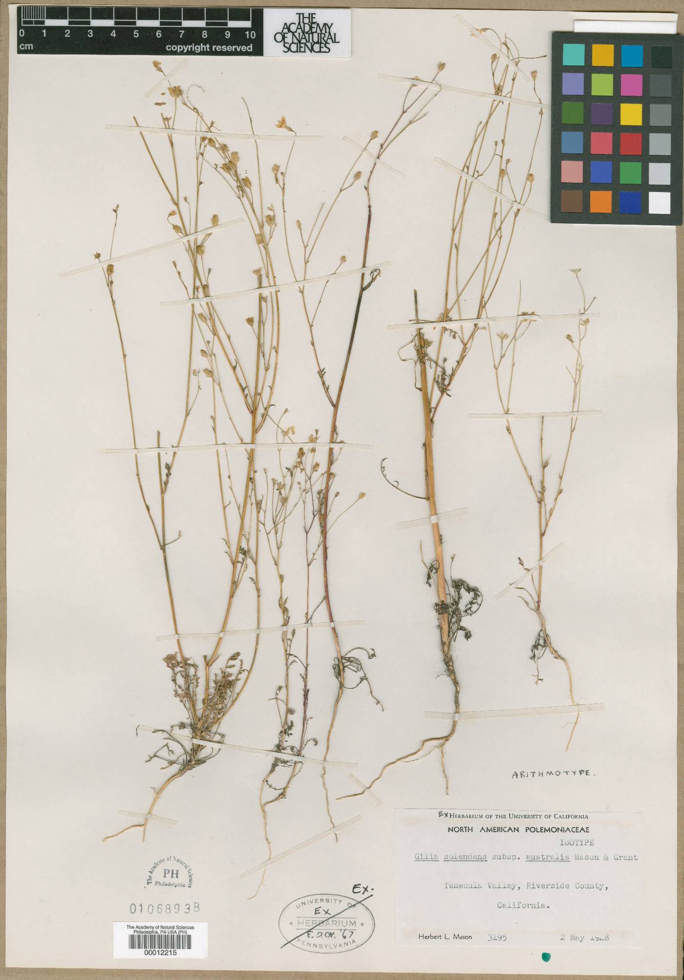 Gilia splendens subsp. australis image