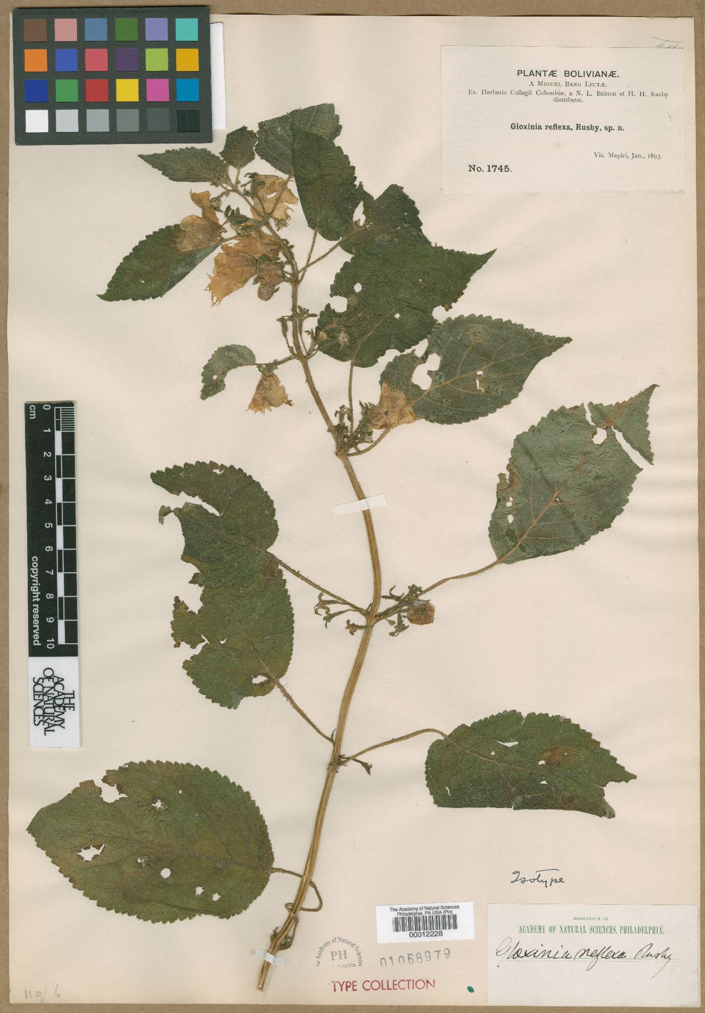 Monopyle reflexa image