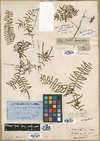 Gleichenia microphylla image