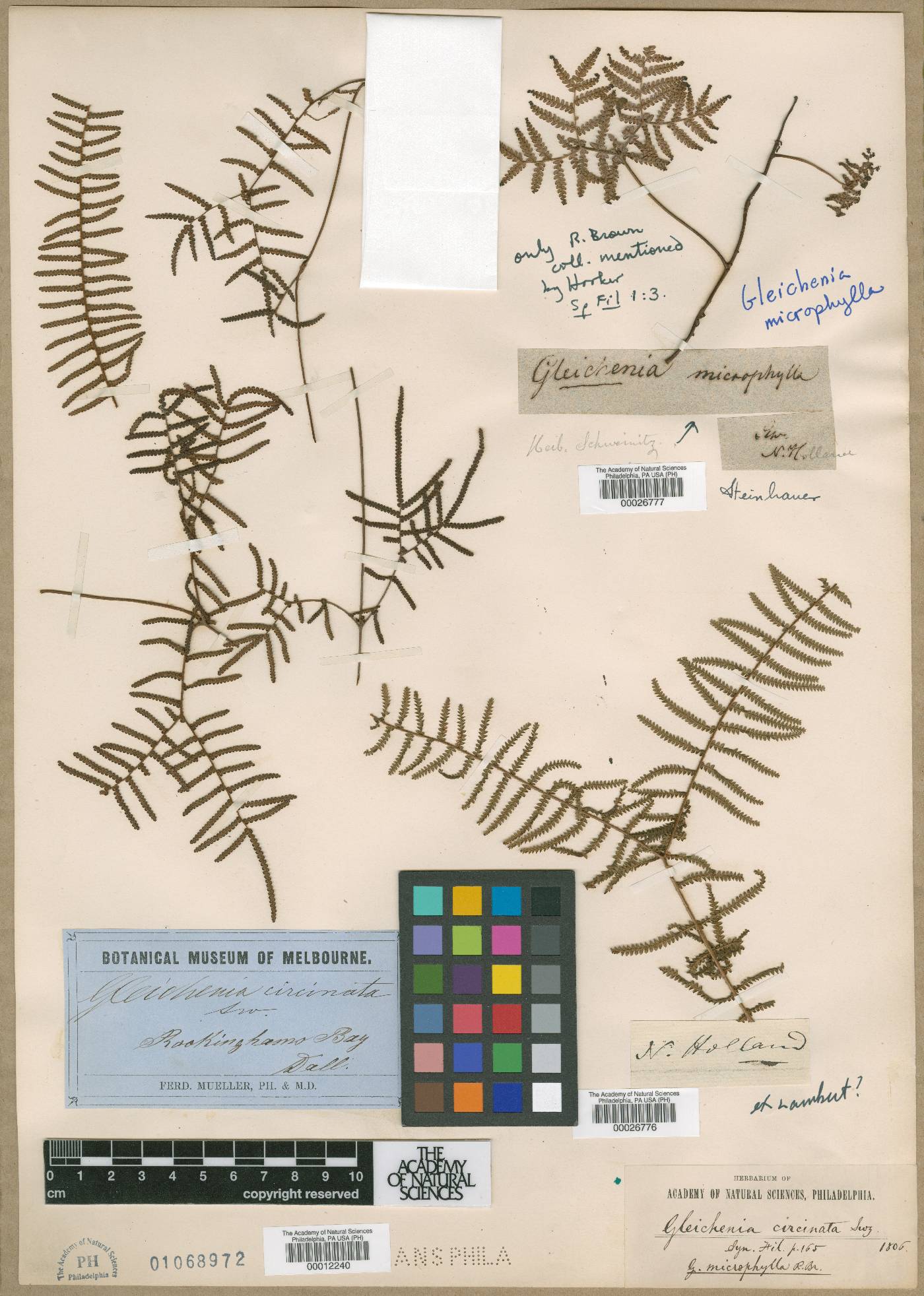 Gleichenia microphylla image