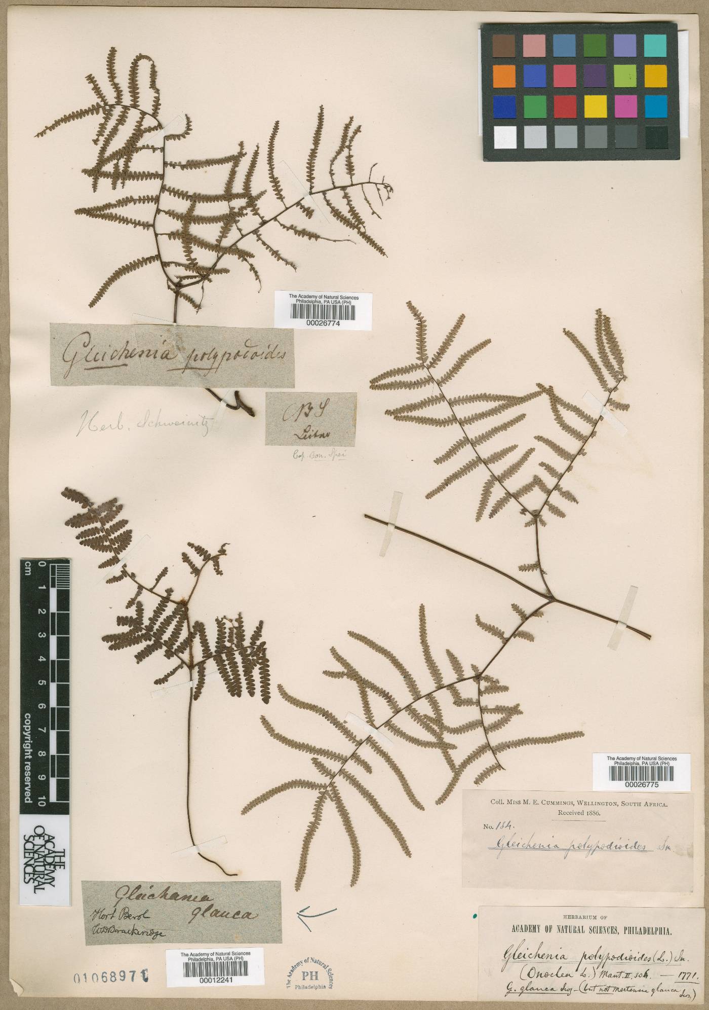 Gleichenia glauca image