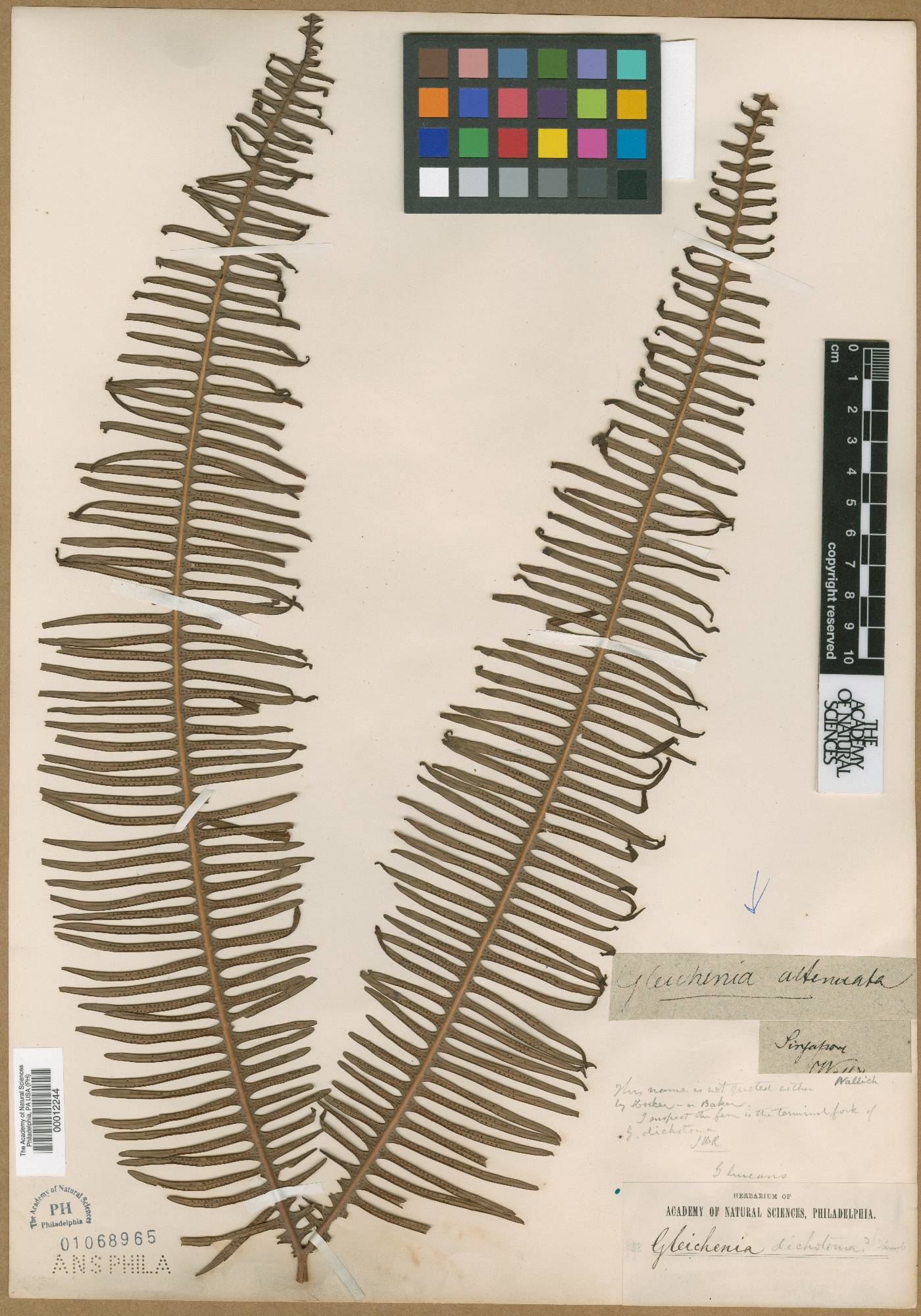 Sticherus flagellaris subsp. flagellaris image