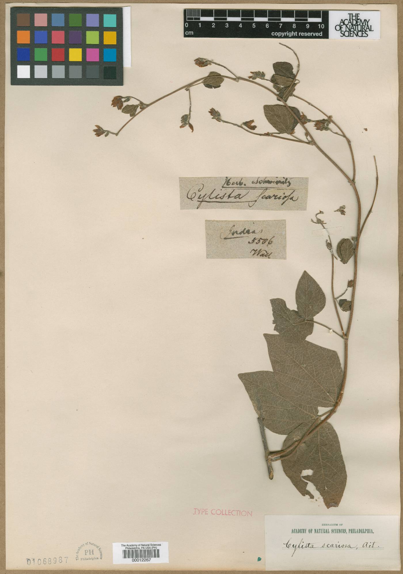 Paracalyx image
