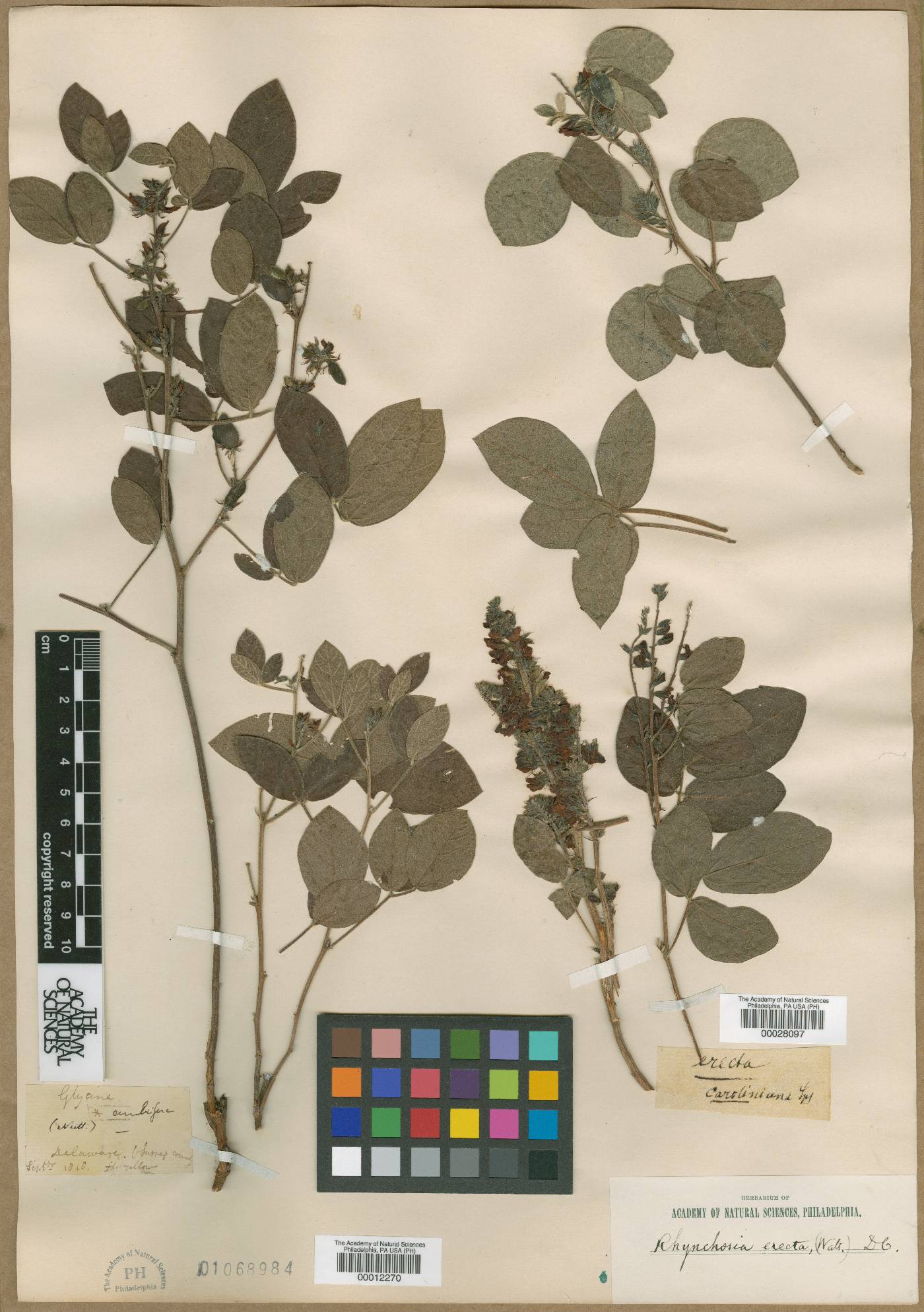 Glycine ambigua image