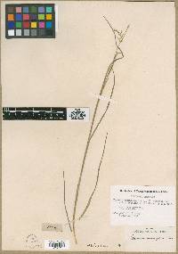 Glyceria acutiflora image