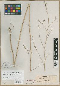 Epilobium brachycarpum image