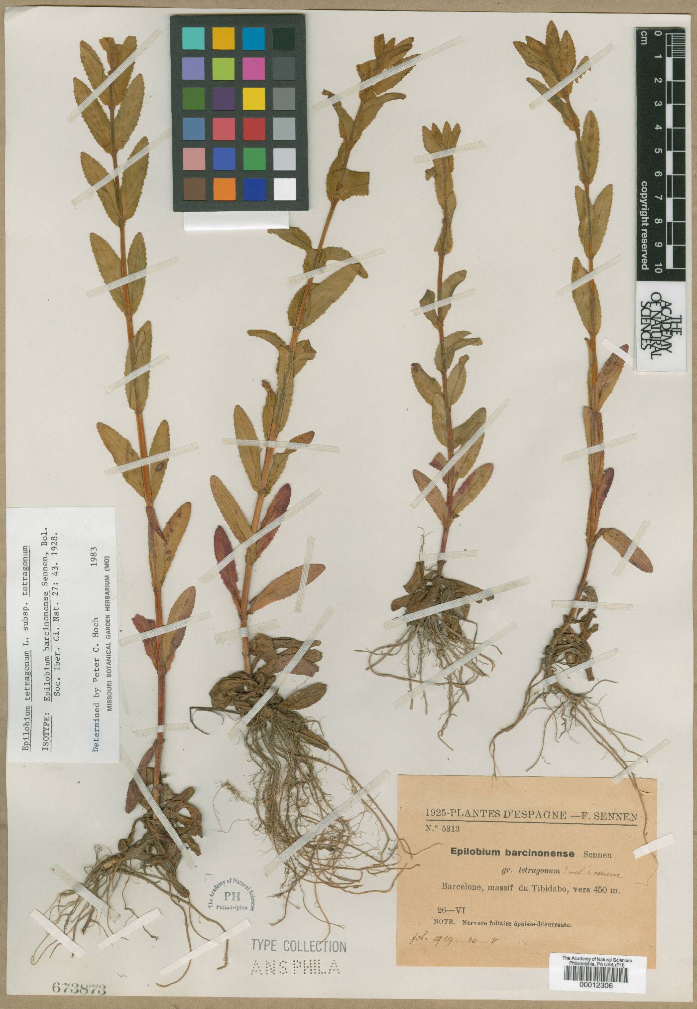 Epilobium barcinonense image