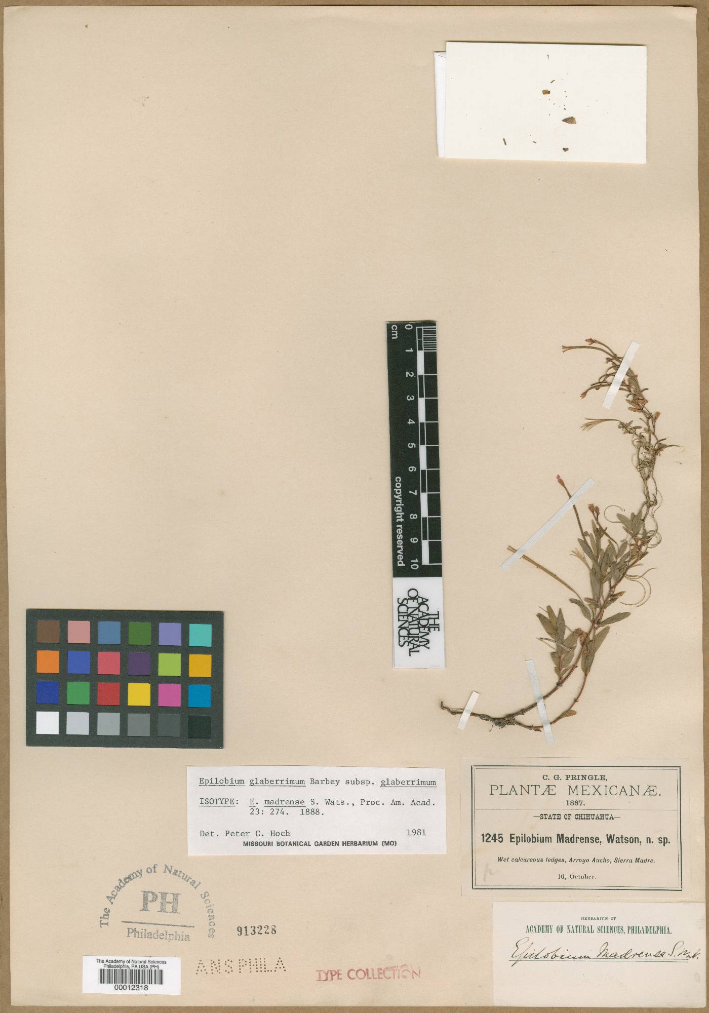 Epilobium madrense image