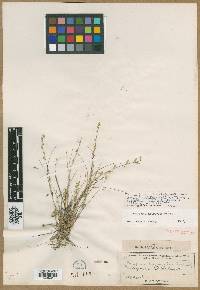 Eragrostis bahamensis image