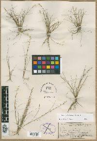 Eragrostis bahamensis image