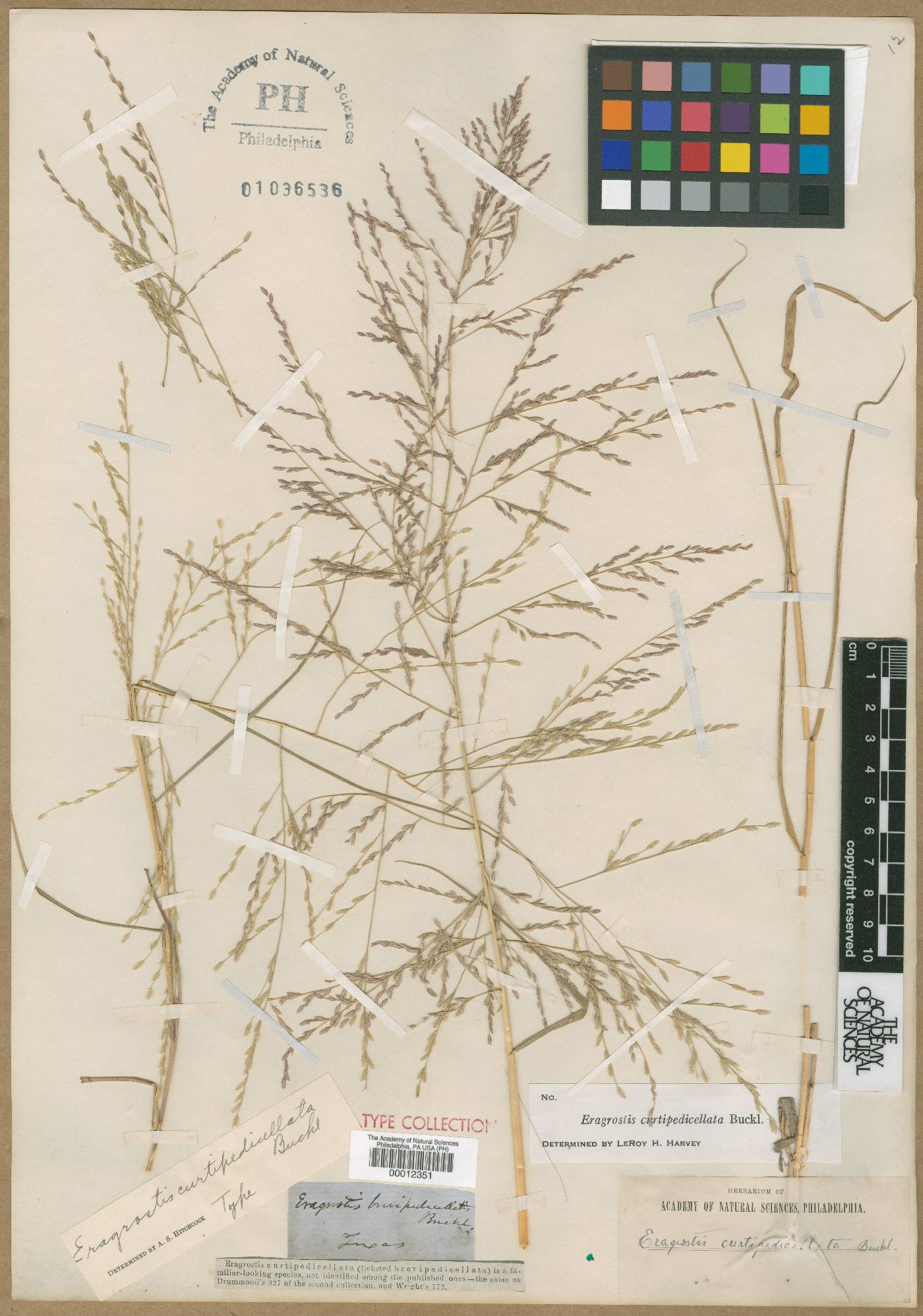 Eragrostis curtipedicellata image