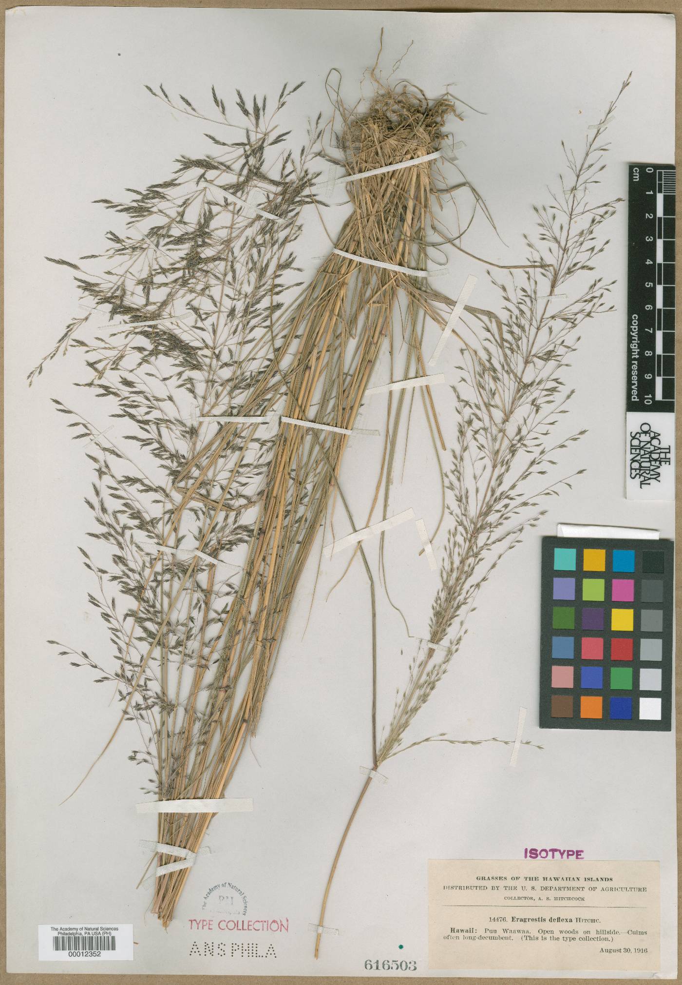 Eragrostis deflexa image