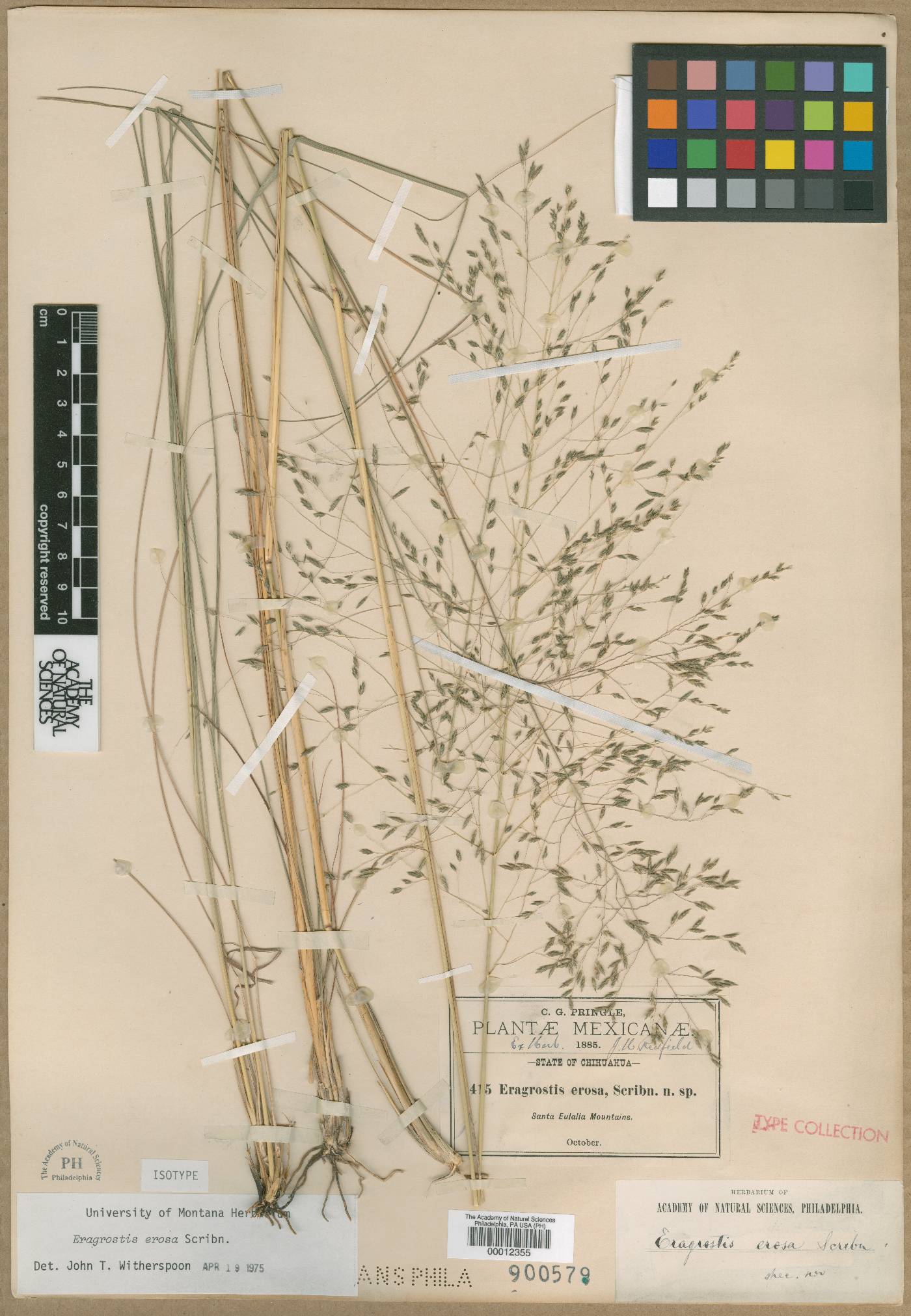 Eragrostis erosa image