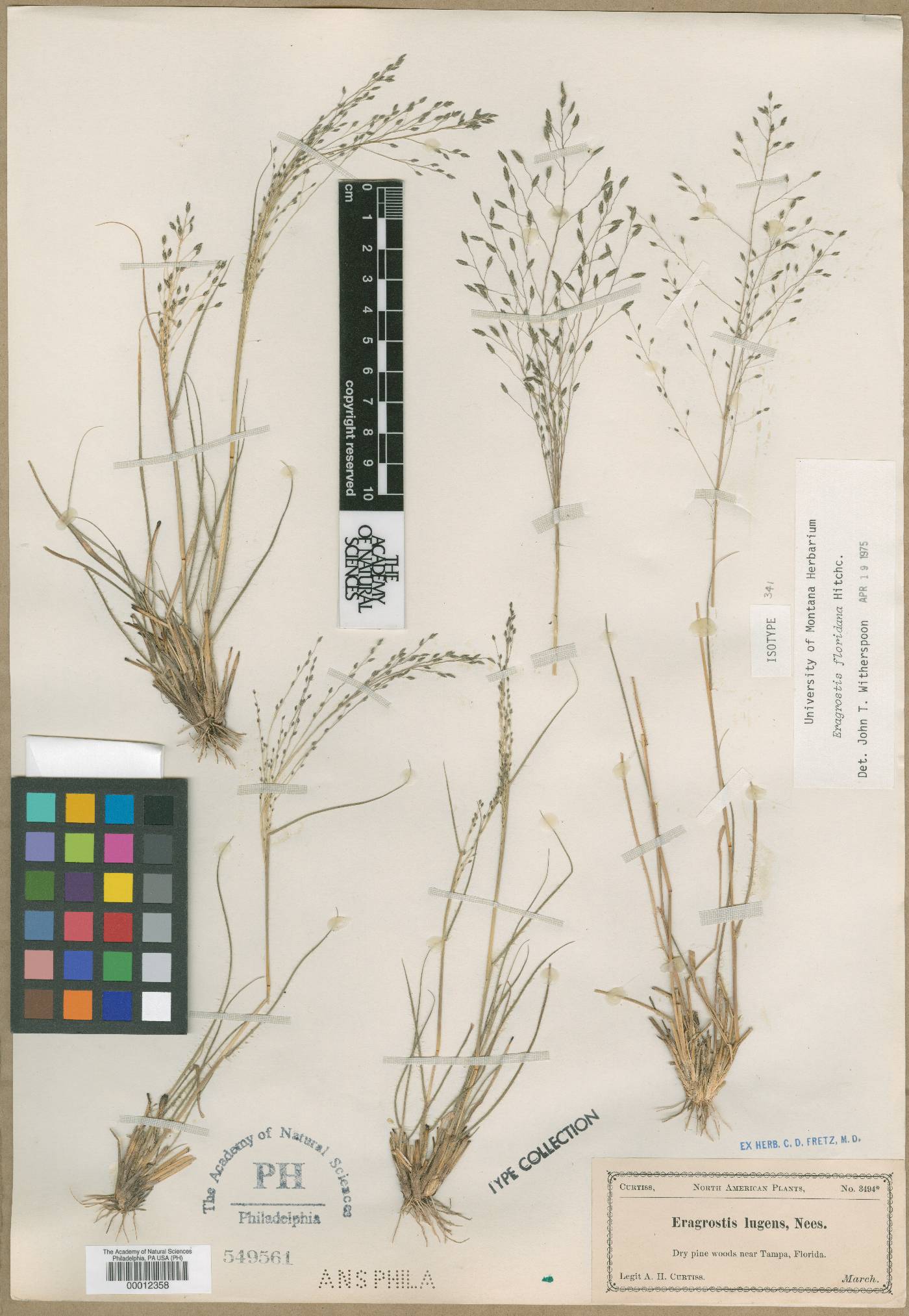 Eragrostis floridana image