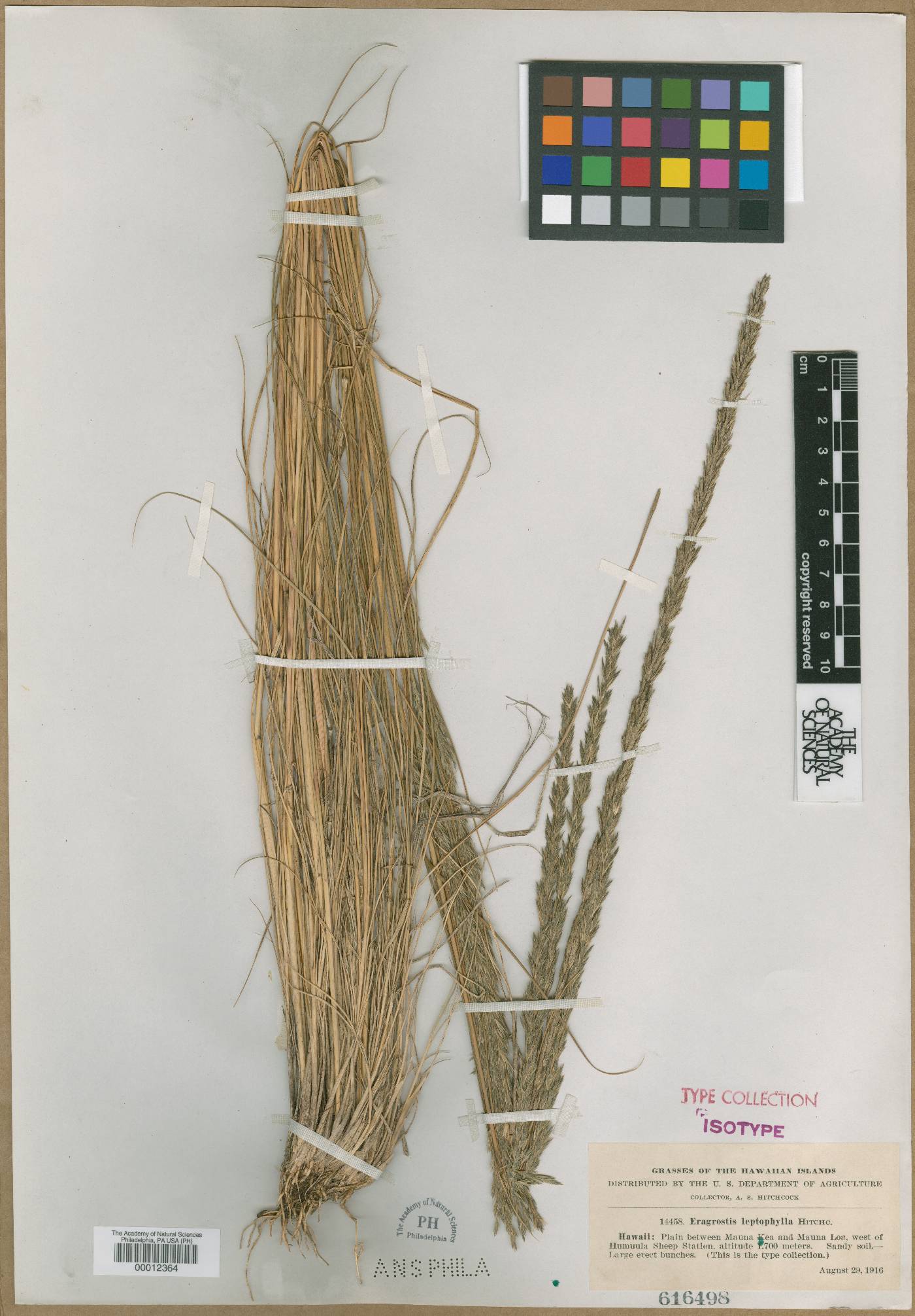 Eragrostis leptophylla image