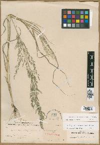 Eragrostis mexicana image