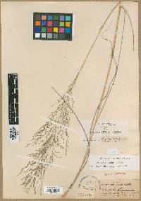 Eragrostis palmeri image