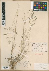 Eragrostis plumbea image