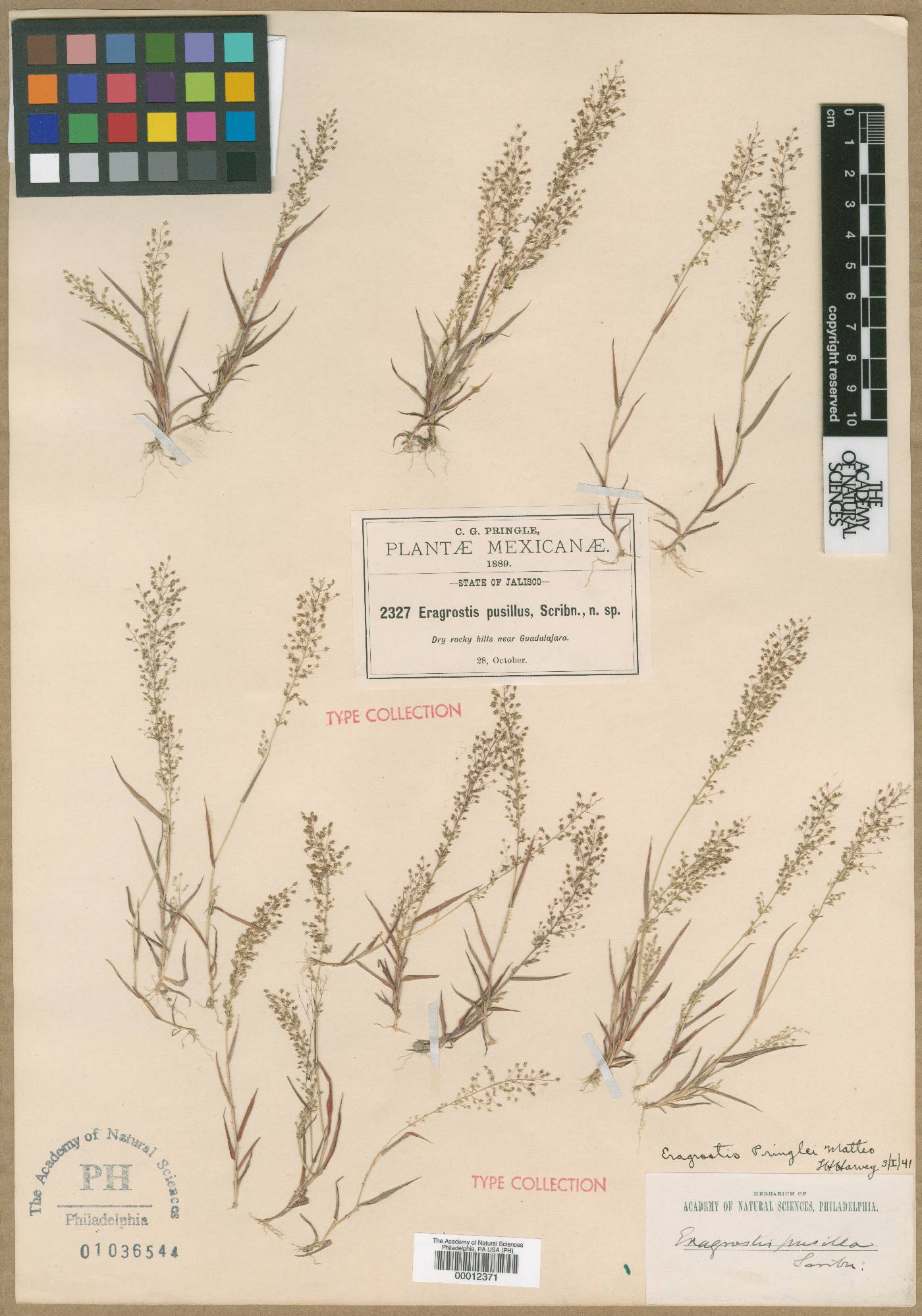 Eragrostis pusilla image