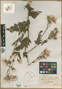 Erechtites hieraciifolius var. megalocarpus image