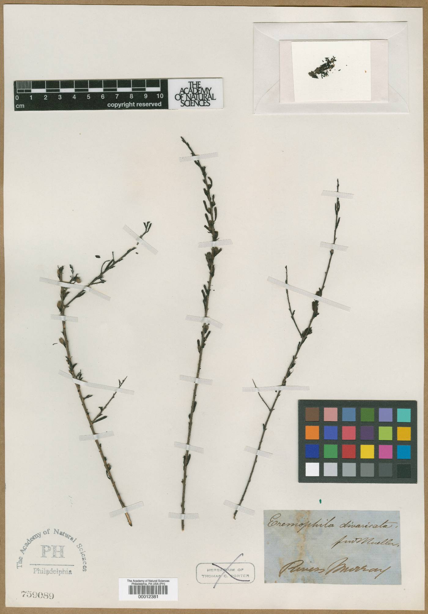 Eremophila divaricata image