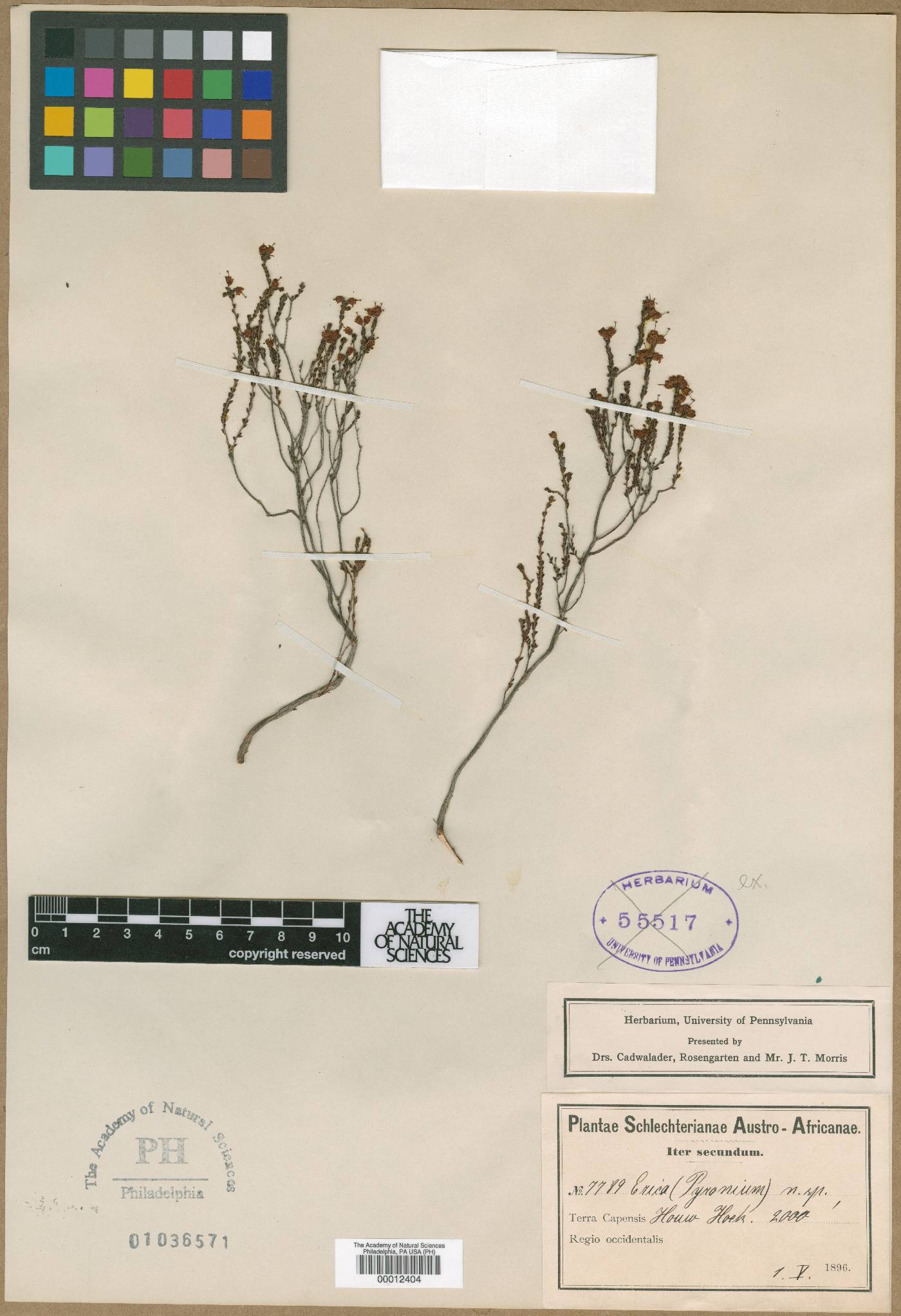 Erica brachysepala image