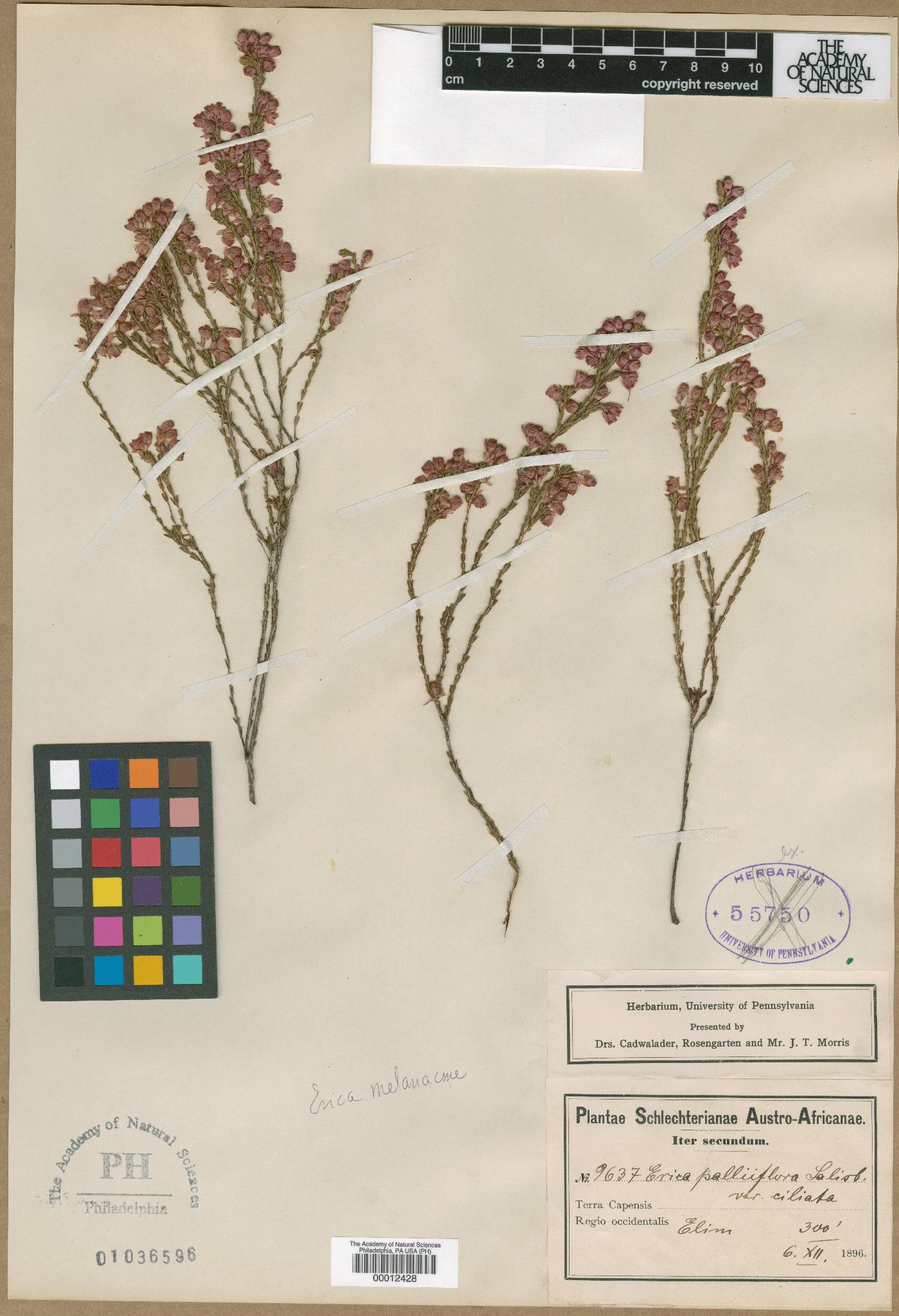 Erica melanacme image