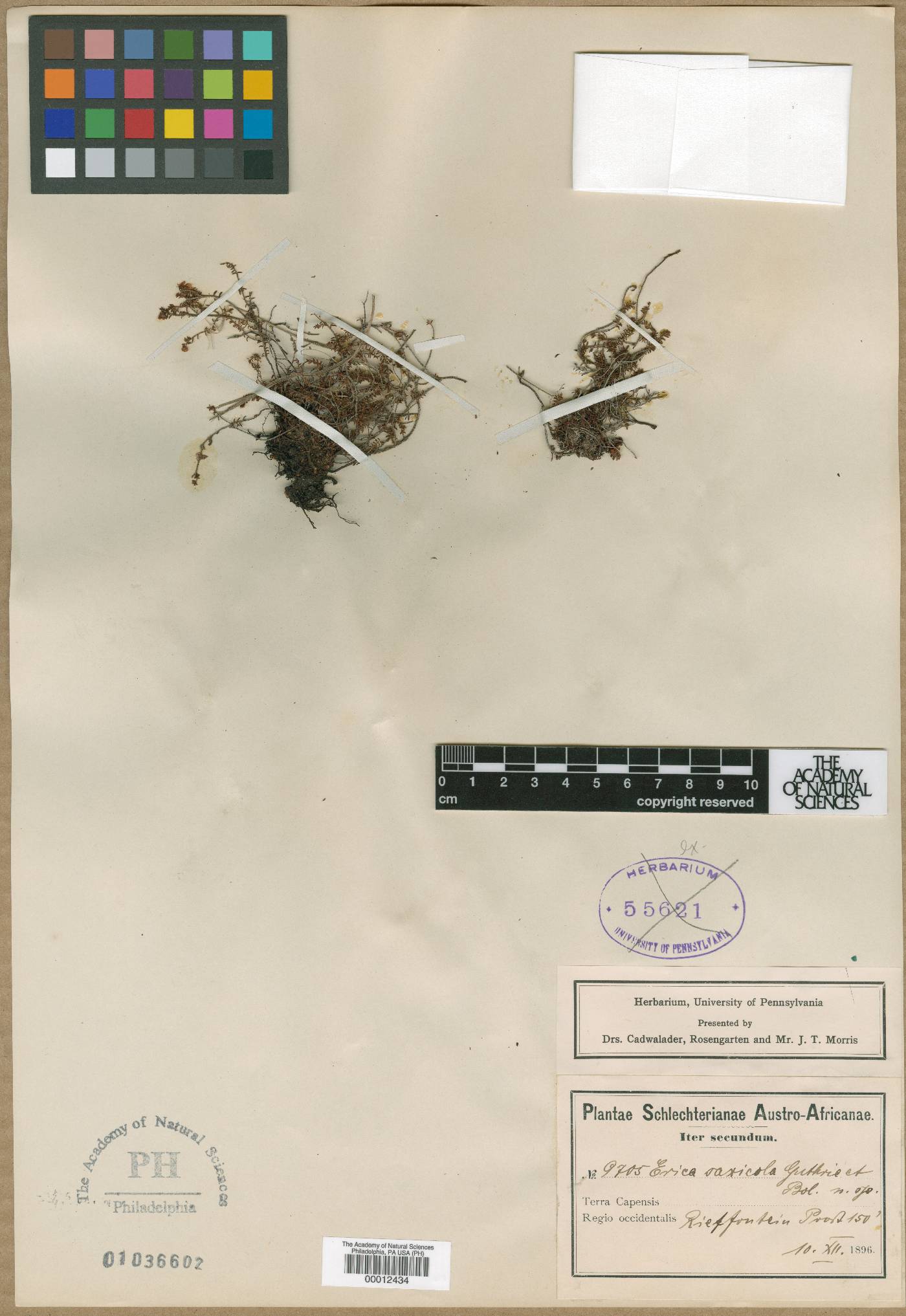 Erica saxicola image