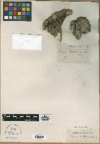 Erigeron brittonianus image
