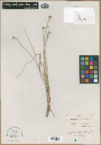Image of Eriocaulon brownianum