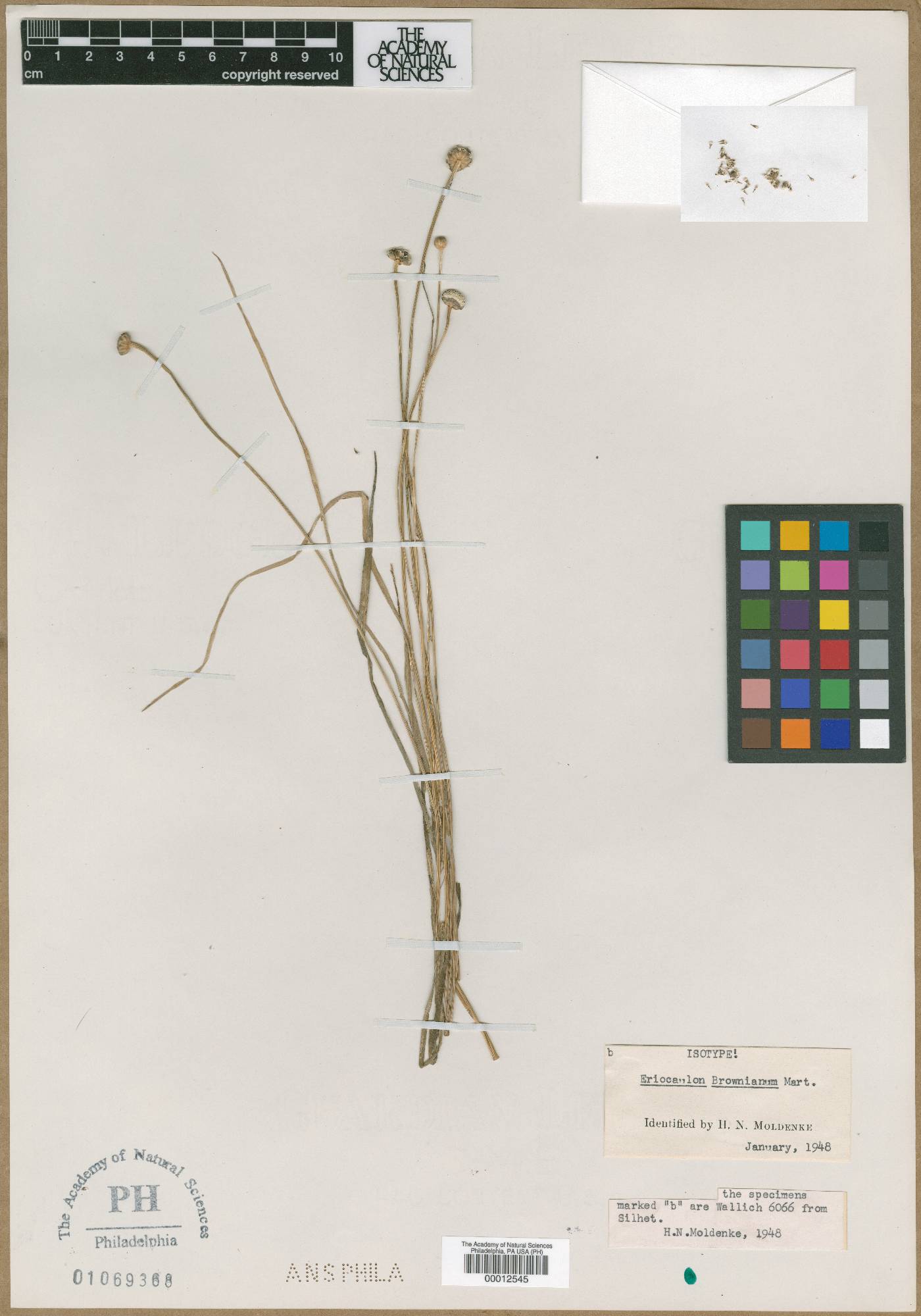 Eriocaulon brownianum image