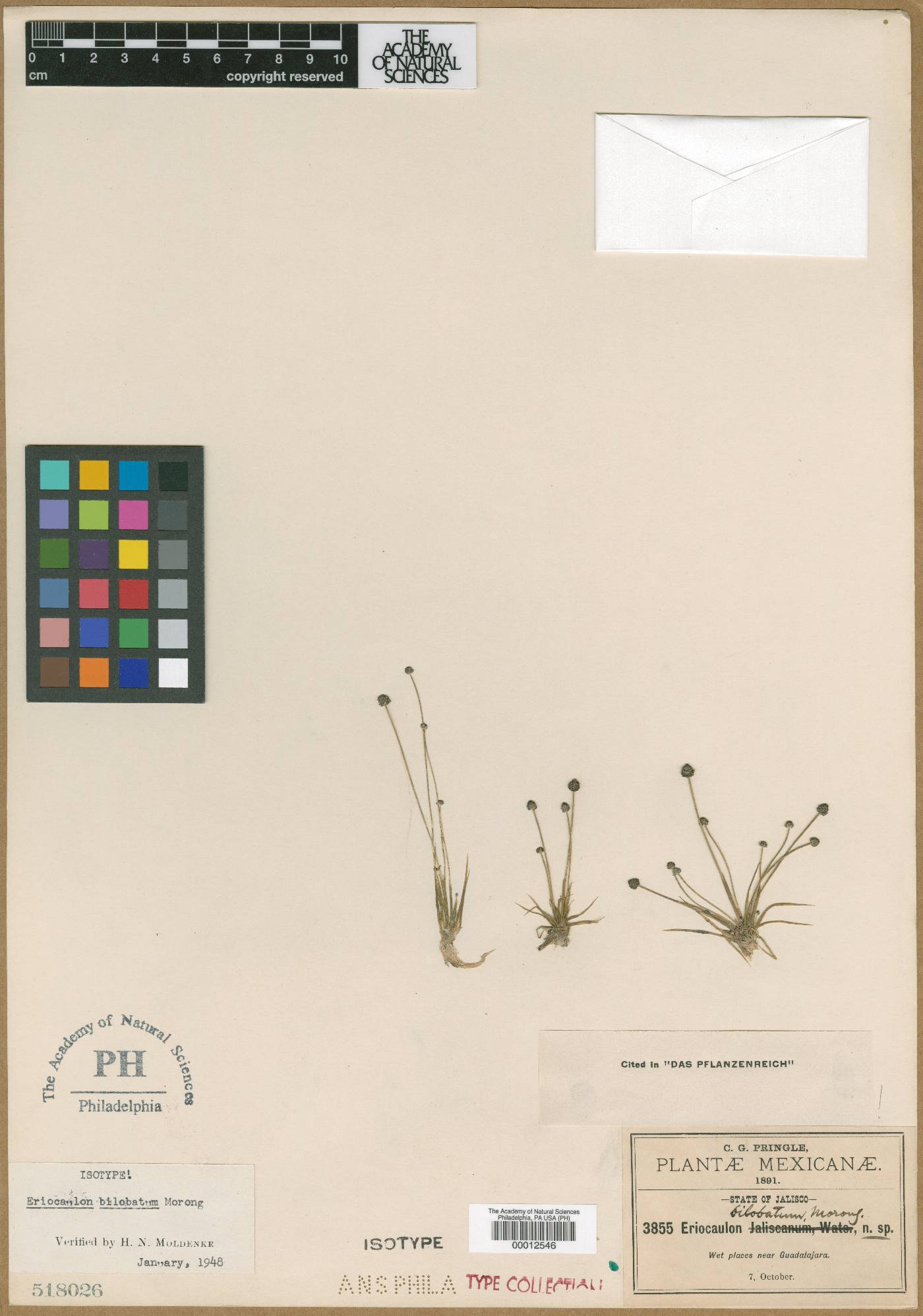 Eriocaulon bilobatum image