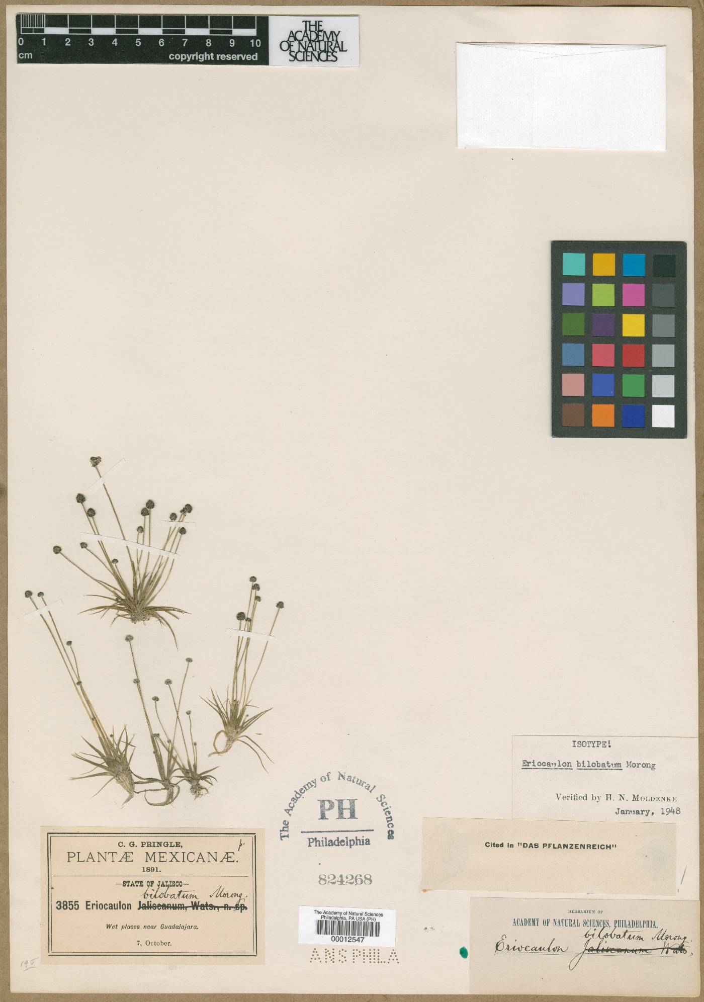 Eriocaulon bilobatum image