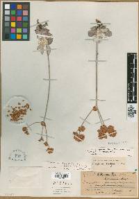 Eriogonum greenei image