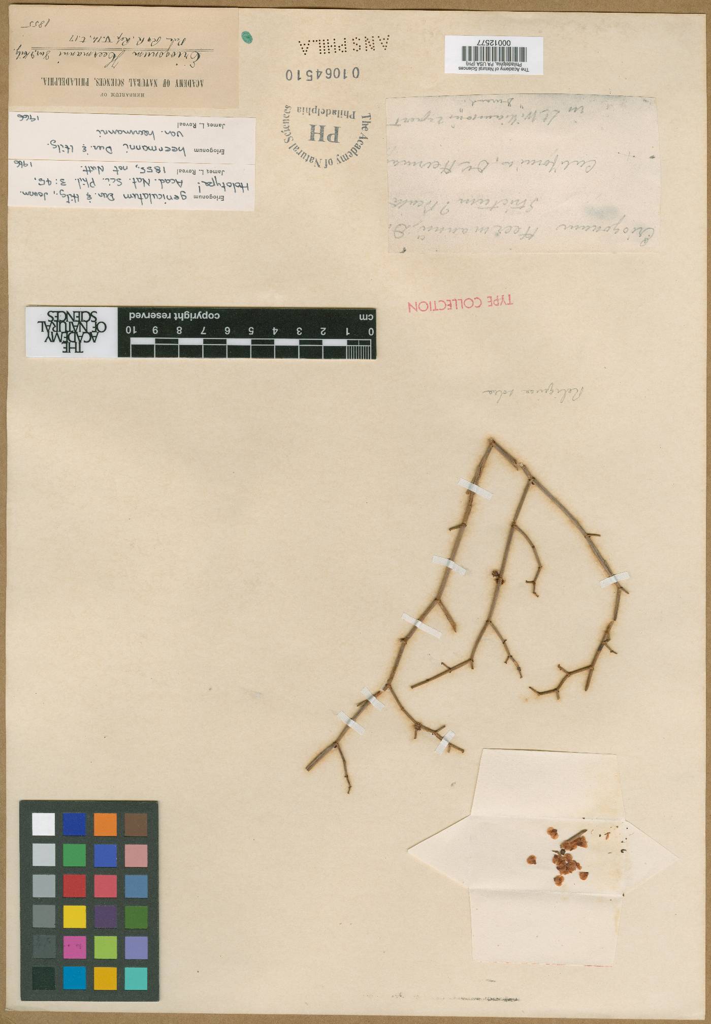 Eriogonum geniculatum image
