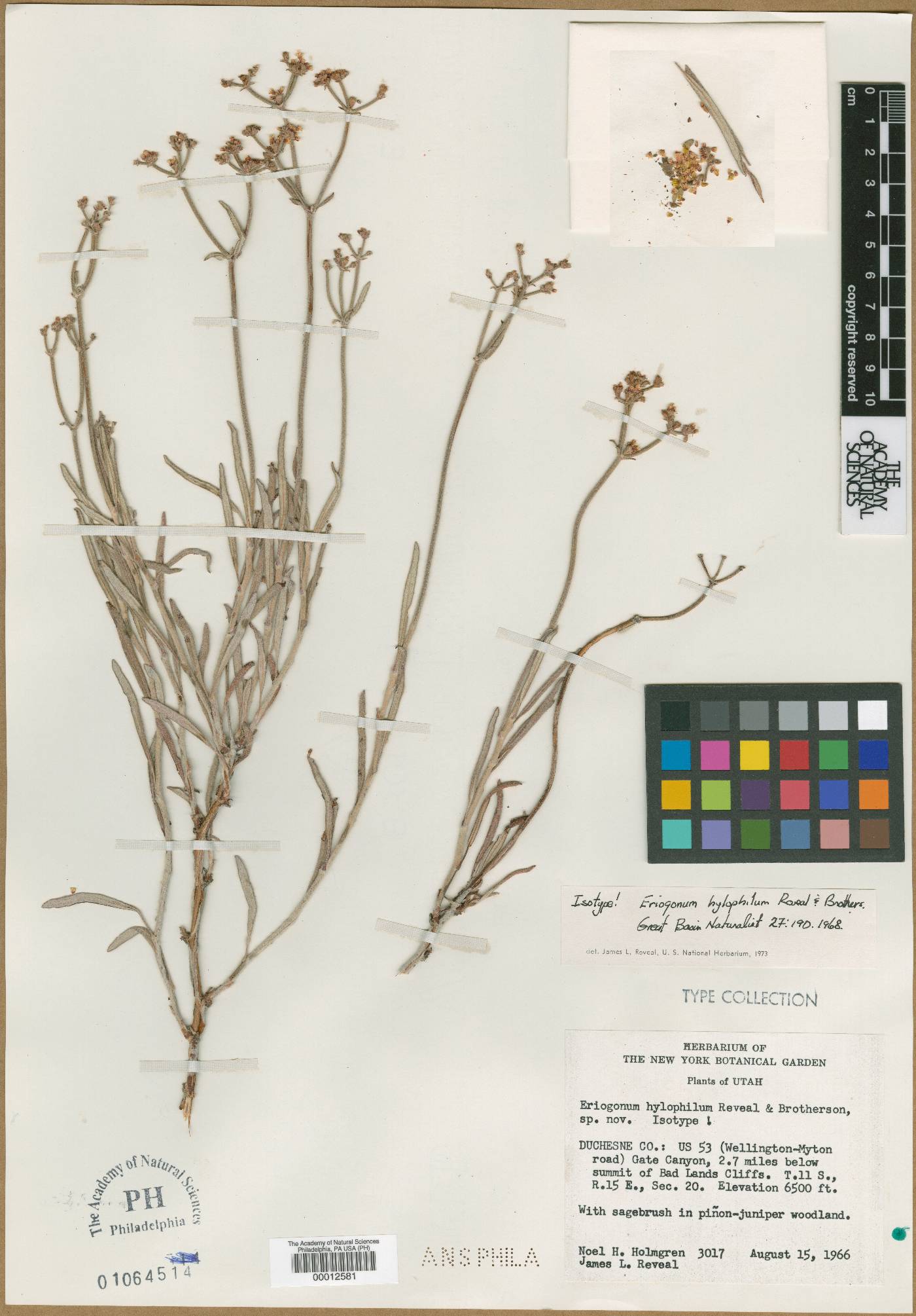 Eriogonum hylophilum image