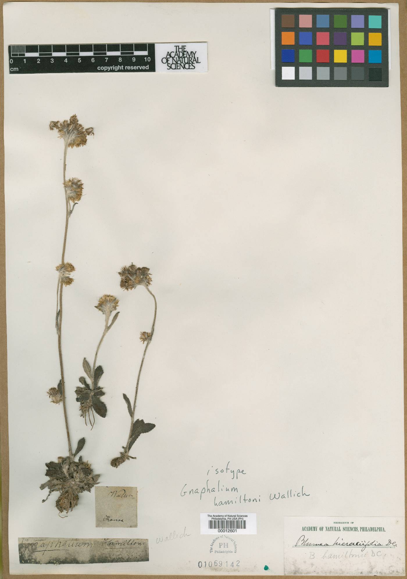 Blumea hamiltonii image