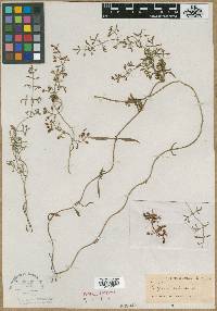 Media resource of Bisgoeppertia scandens