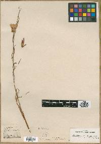 Clarkia amoena subsp. amoena image