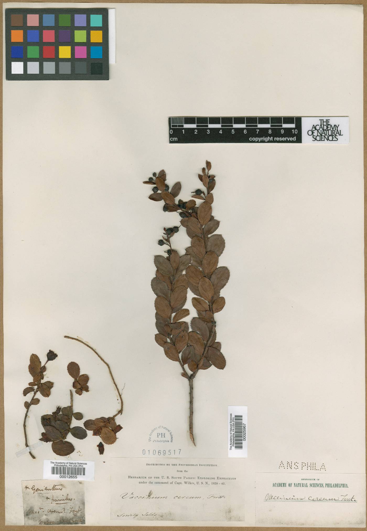 Vaccinium cereum image