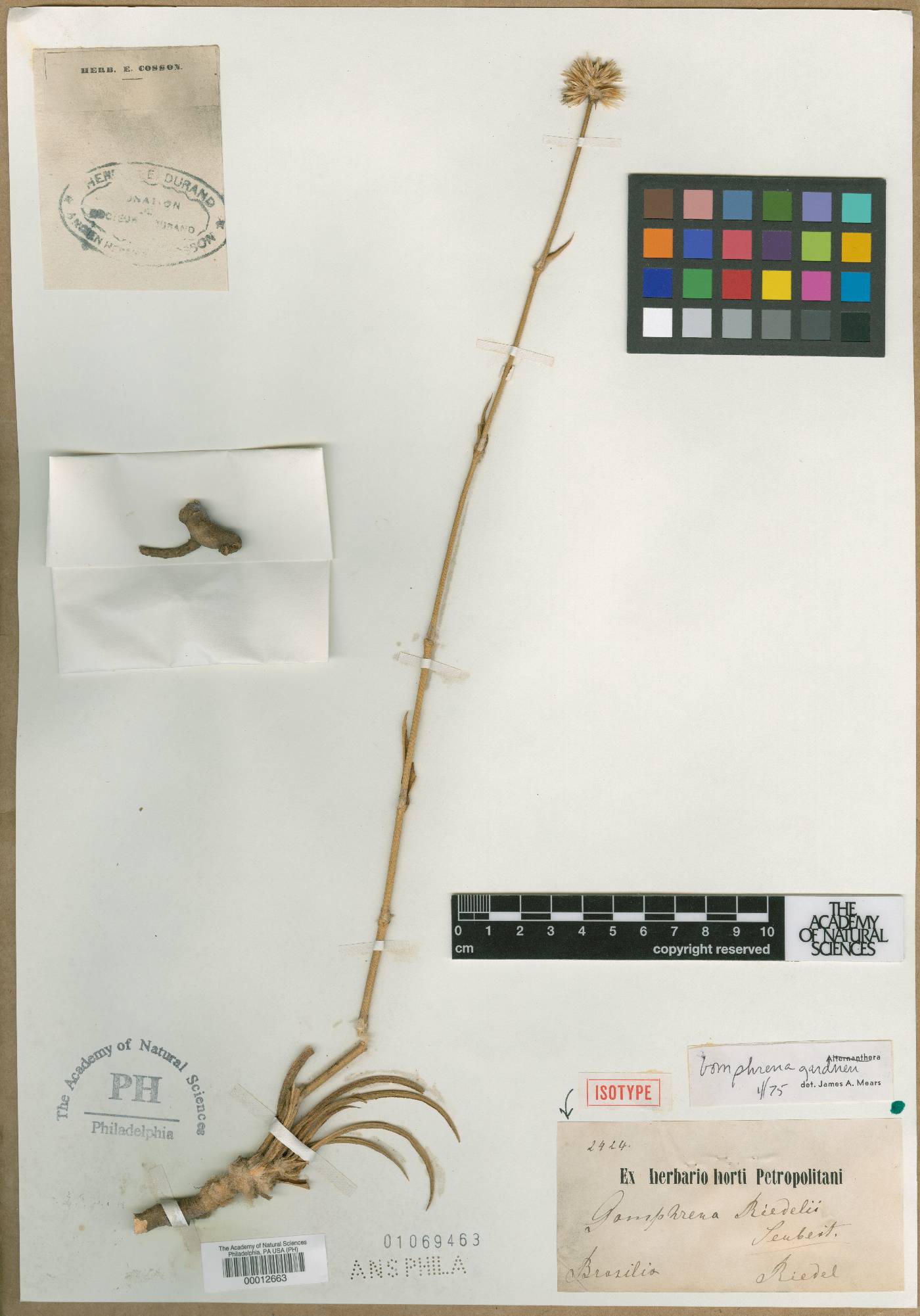 Gomphrena gardneri image