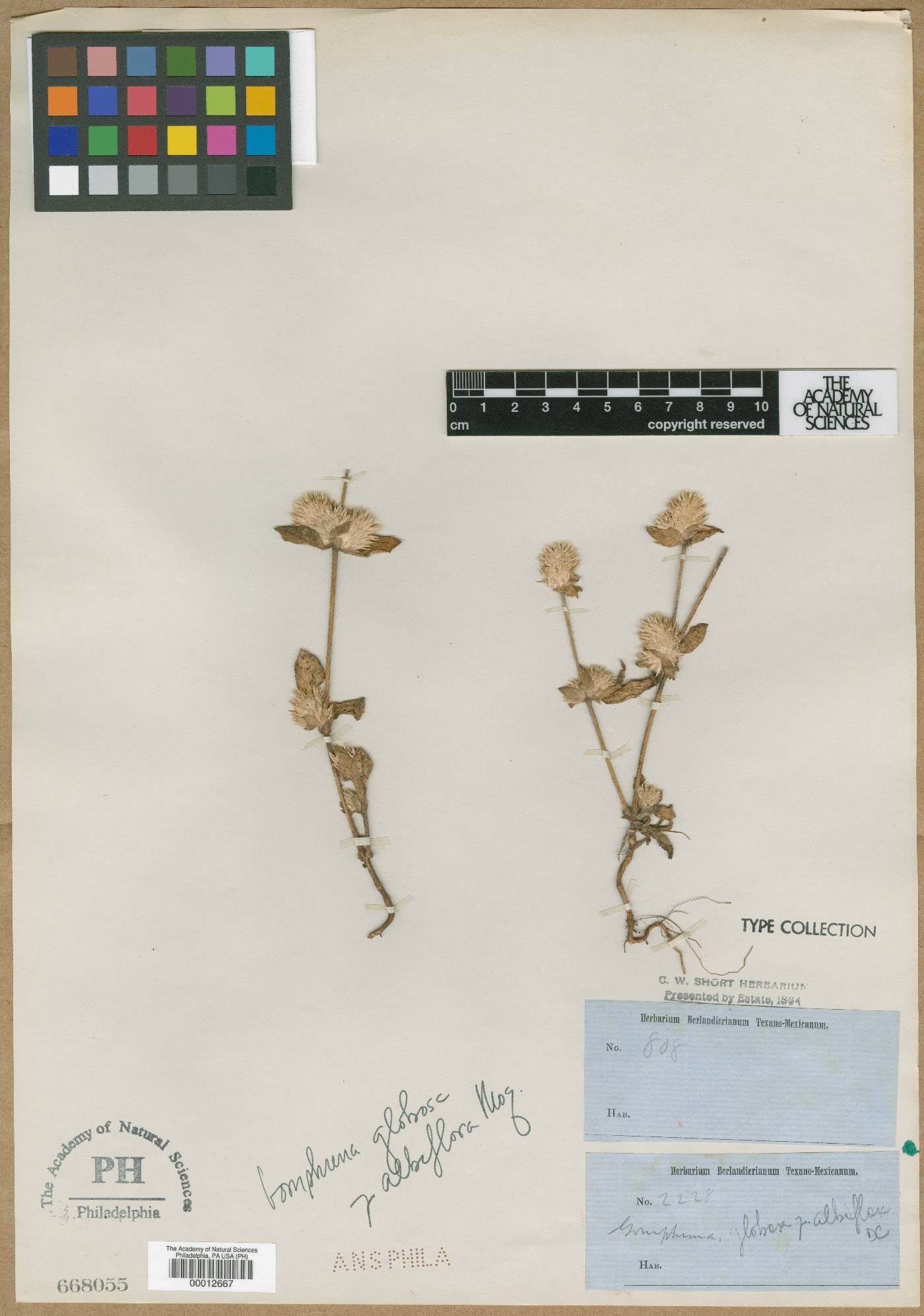 Gomphrena globosa var. albiflora image