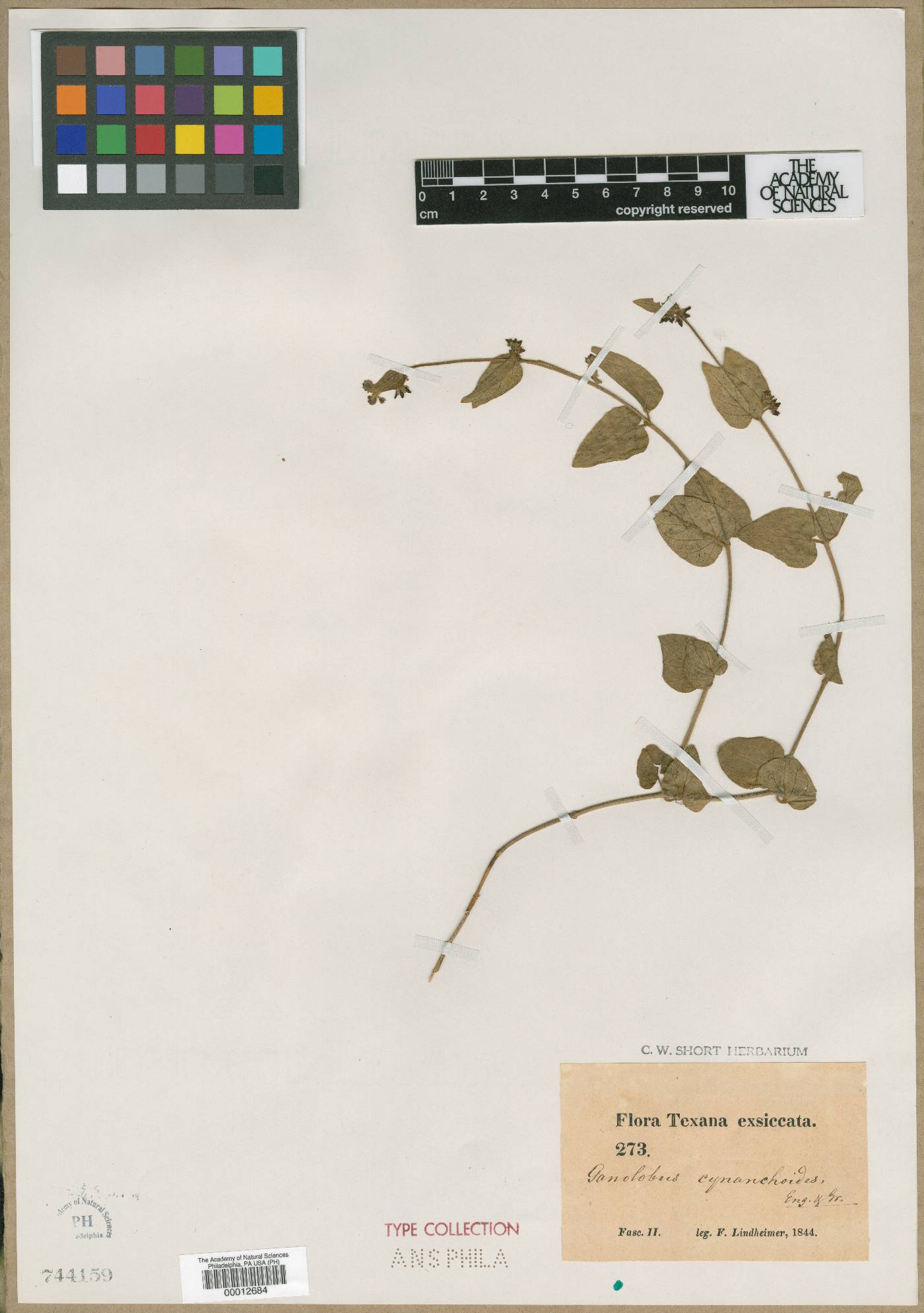Gonolobus cynanchoides image