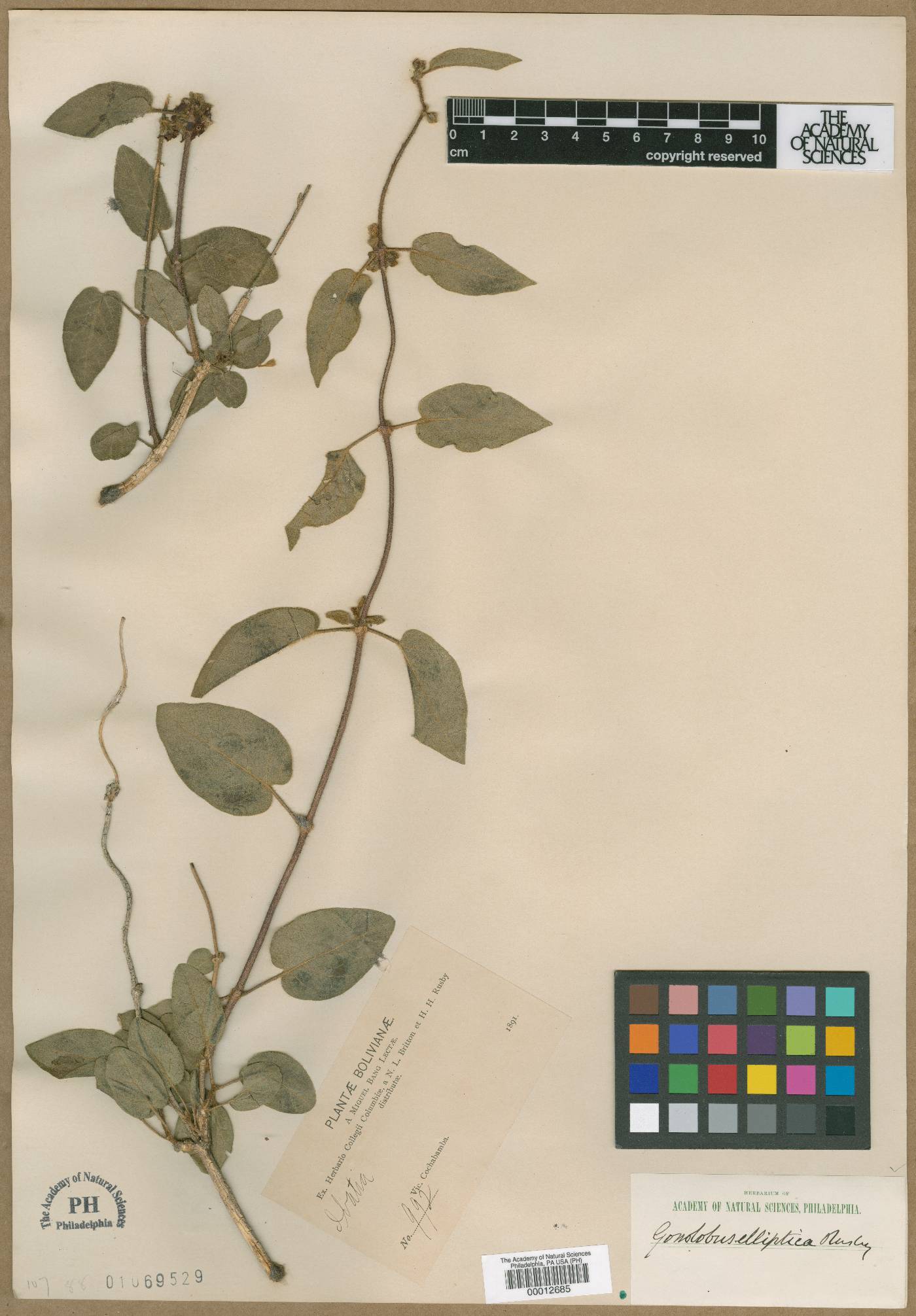 Ibatia elliptica image