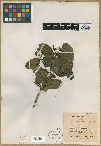 Media resource of Kadua fosbergii