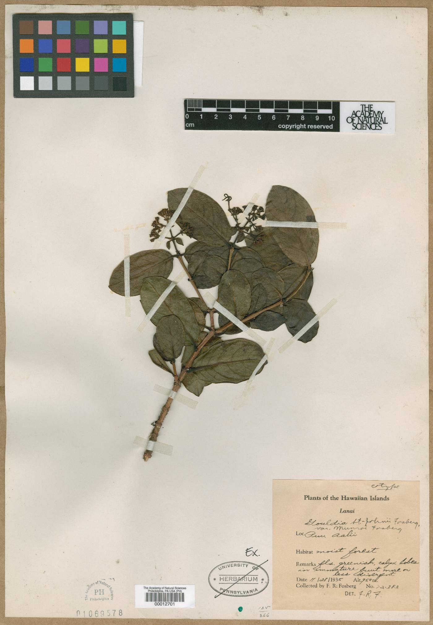 Kadua fosbergii image