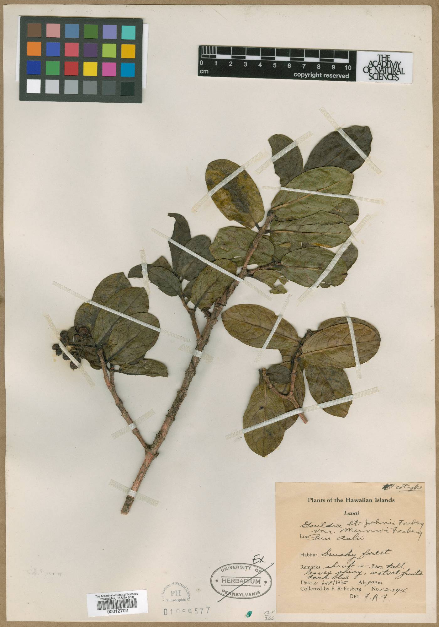 Kadua fosbergii image